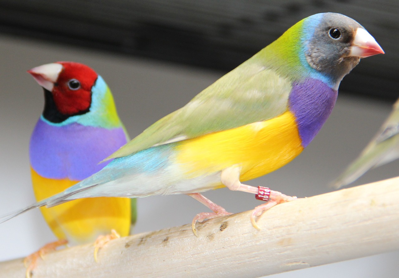¿Qué les gusta a los Diamantes de Gould?