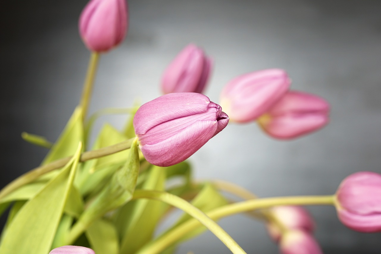 ¿Qué significa tener tulipán en la casa?