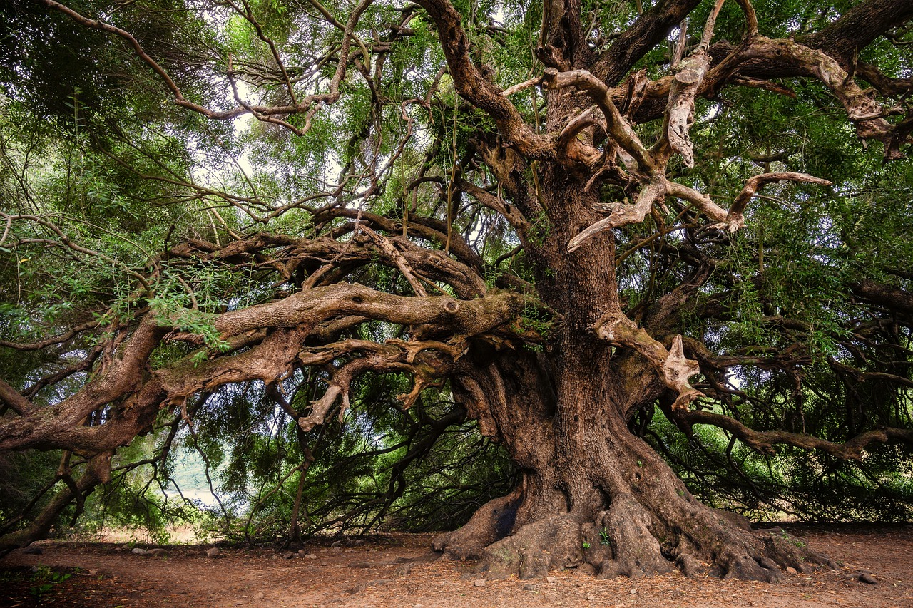 ¿Cómo se le dice a un árbol viejo?