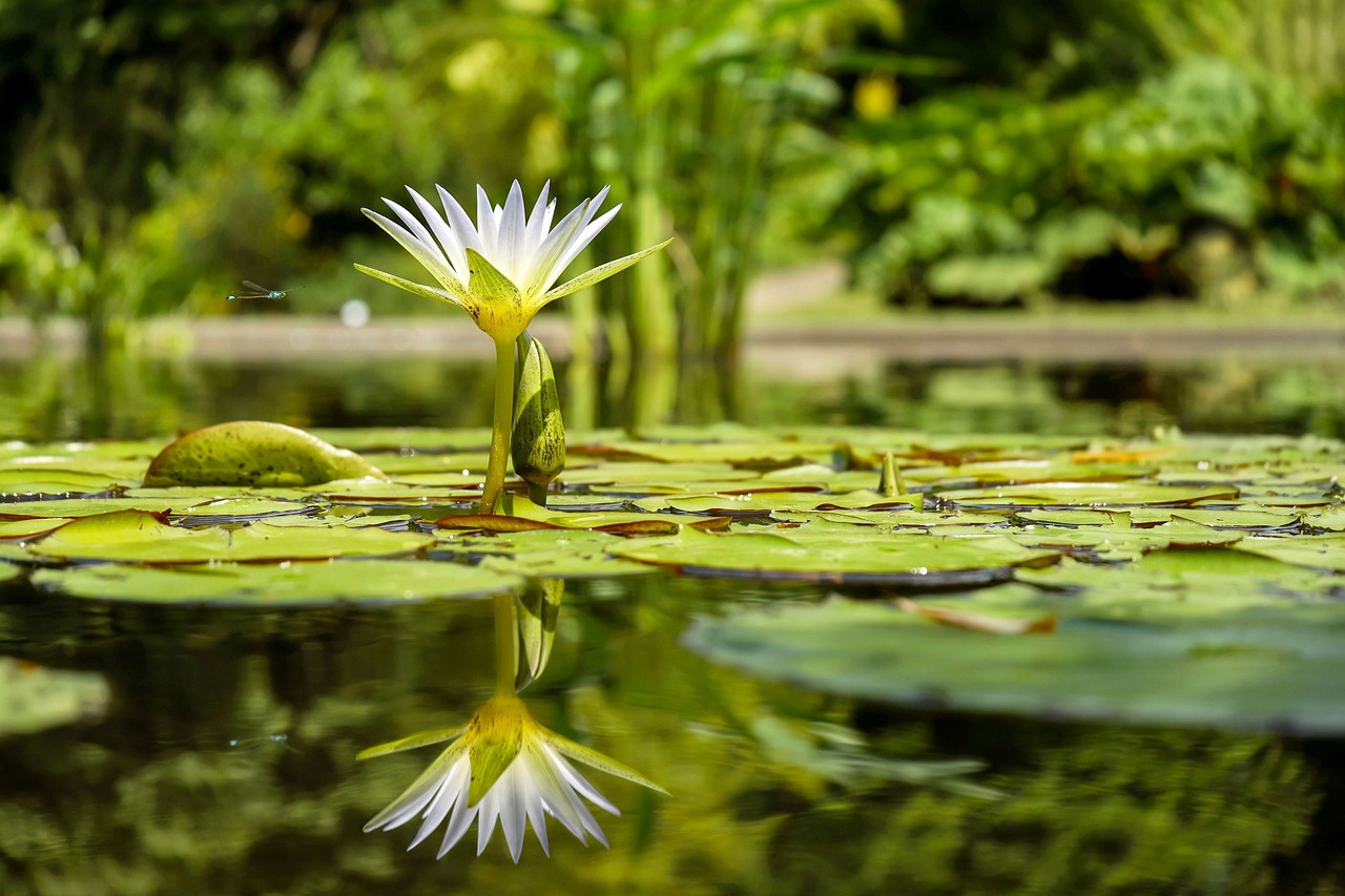 ¿Cómo se llaman las flores acuáticas?