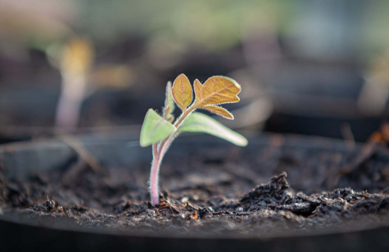 ¿Cuánto tiempo tarda en germinar una semilla de manzana?