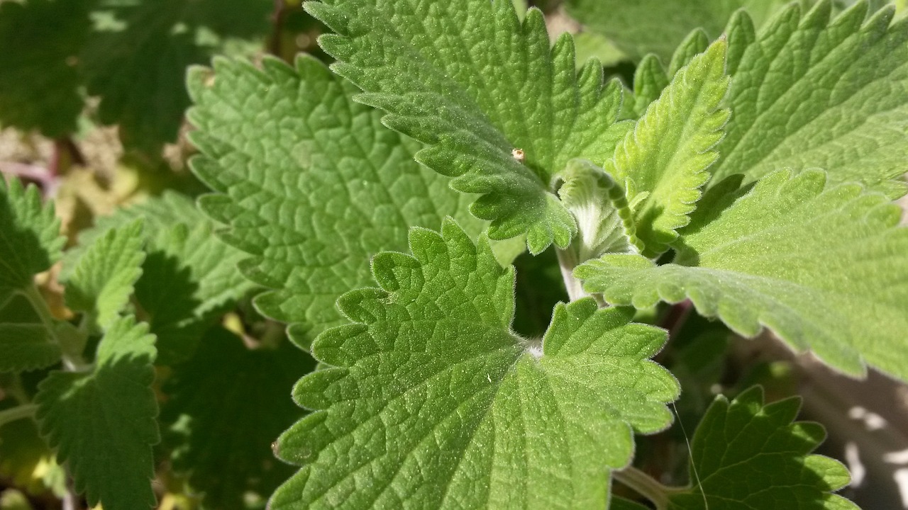 ¿Qué se necesita para cultivar hierbabuena?