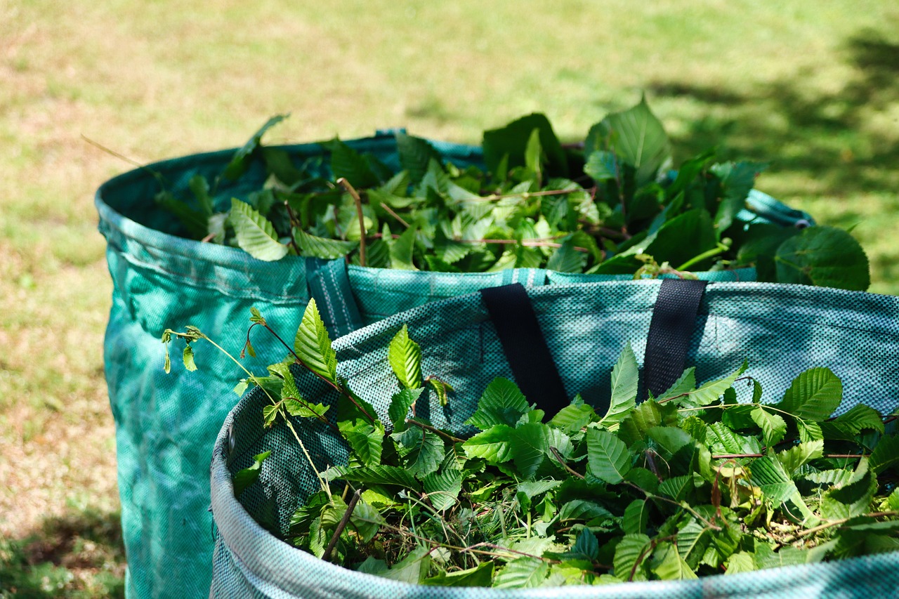 ¿Cómo hacer esquejes de plantas suculentas?