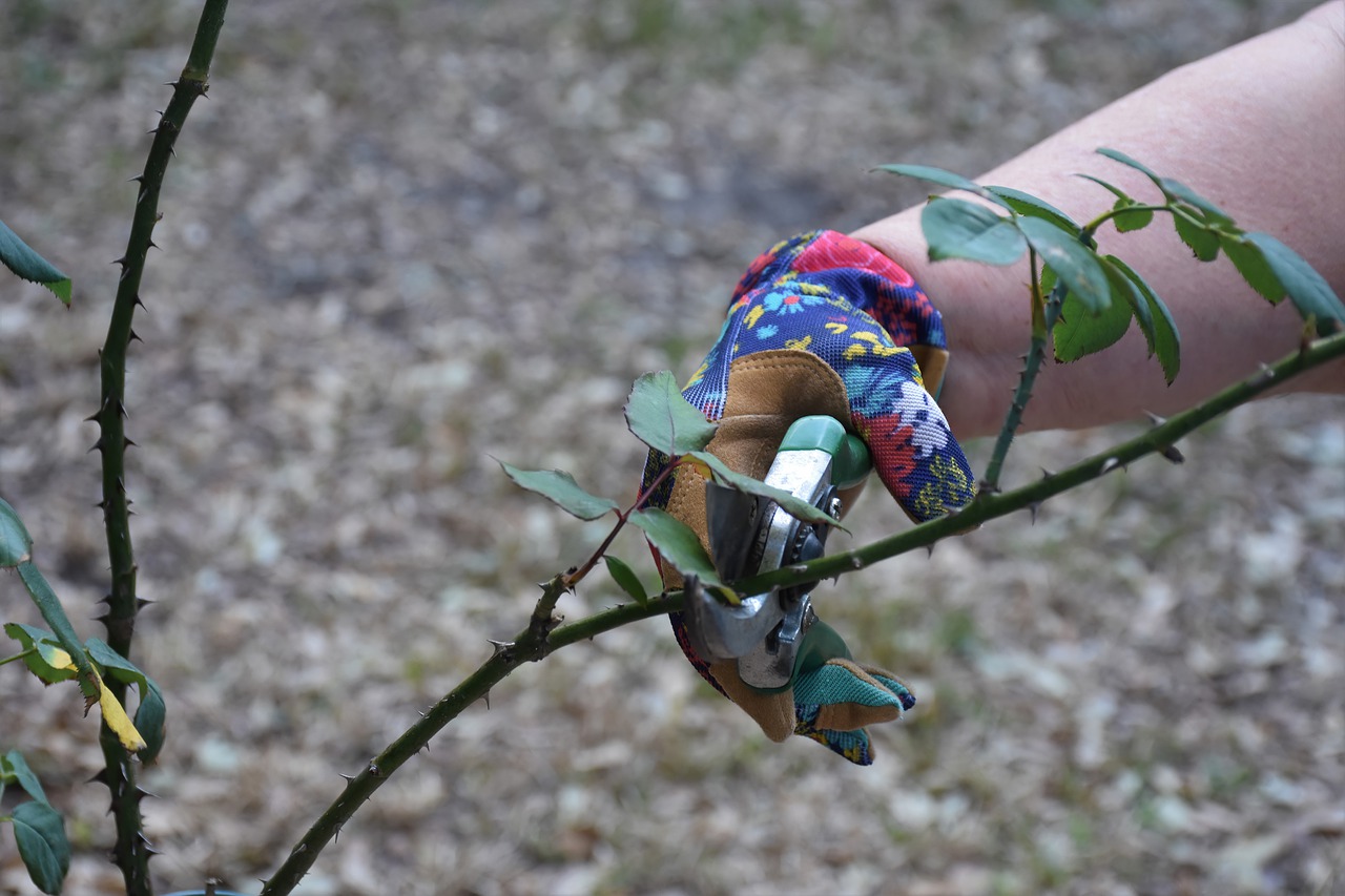 ¿Cómo y cuándo se deben podar las rosas?