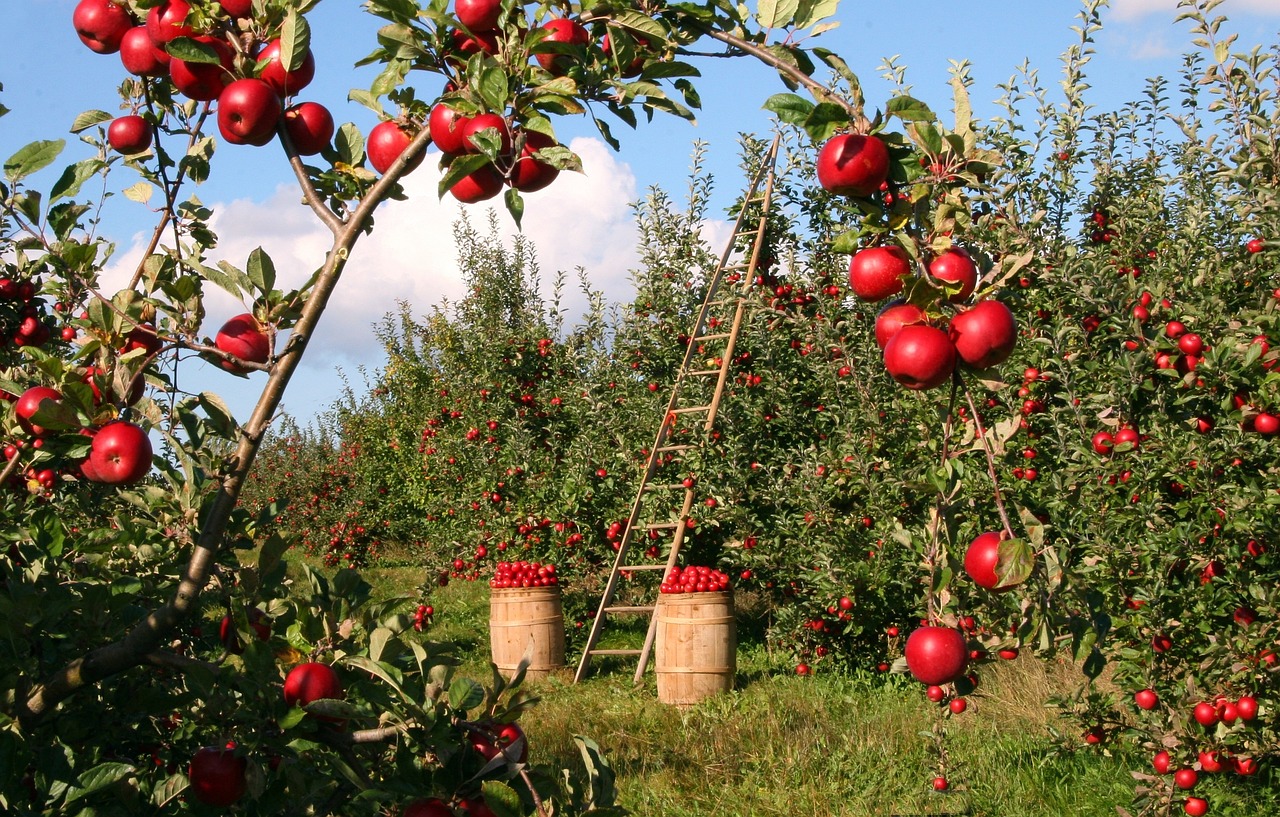 ¿Cuál es el fruto del árbol de olivo?