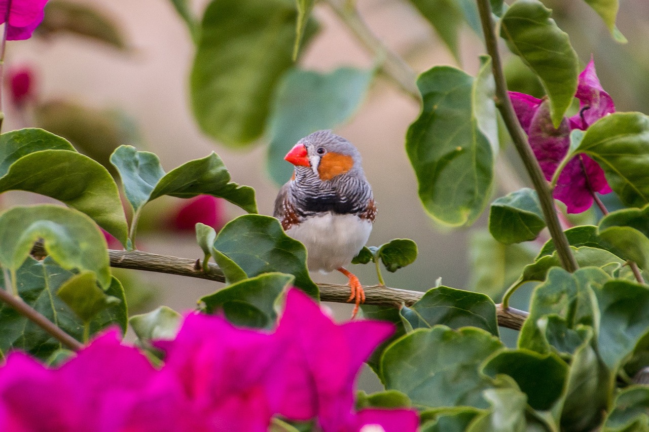 ¿Cuál es el pájaro diamante?