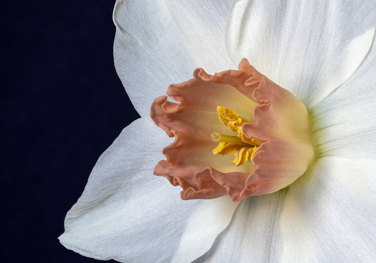 ¿Cuándo se sacan los bulbos de narcisos?