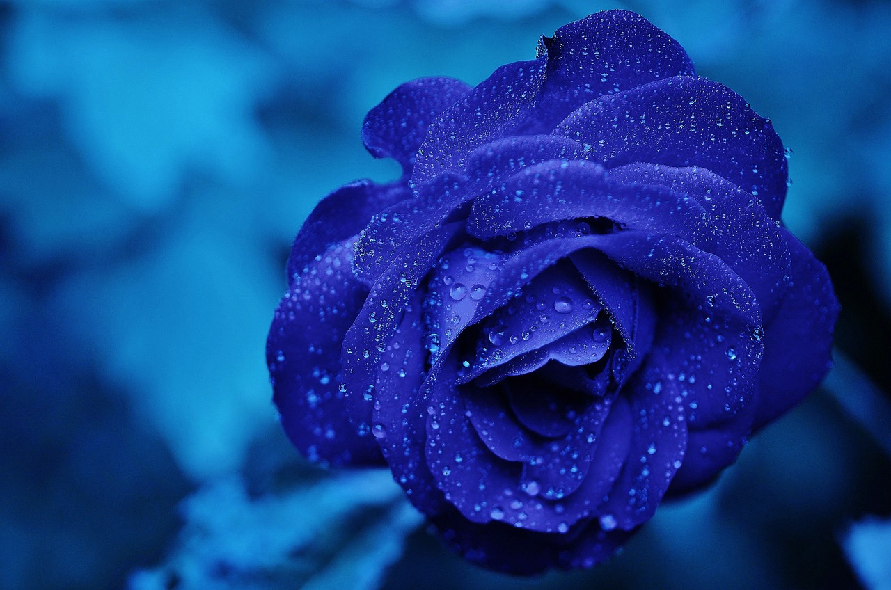 ¿Qué flores plantar en mi jardín?