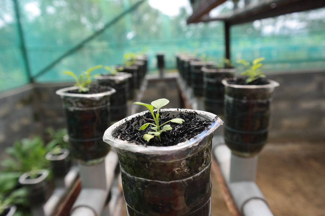 ¿Cuáles son las plantas hidropónicas?
