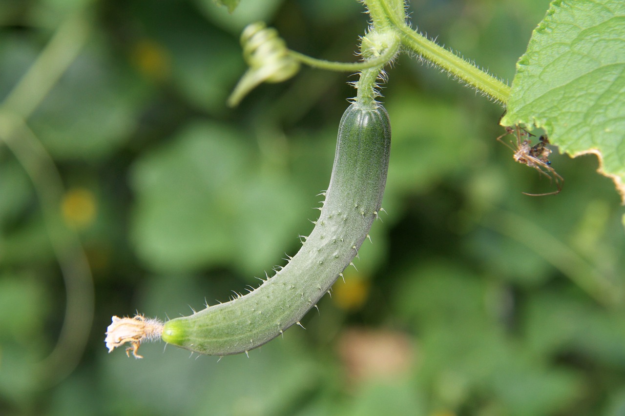 ¿Cómo se llama el pepino pequeño?