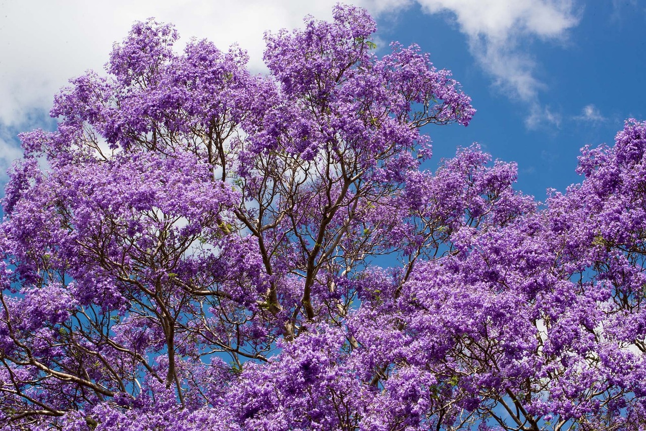 ¿Cómo se llama la flor de la jacarandá?