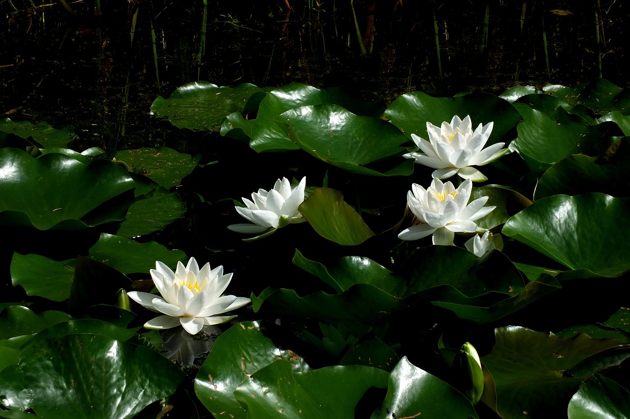 ¿Cuál es la flor del mes de agosto?