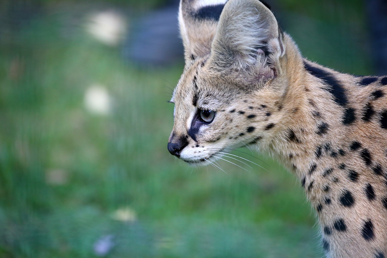 ¿Cuánto puede costar un gato serval?