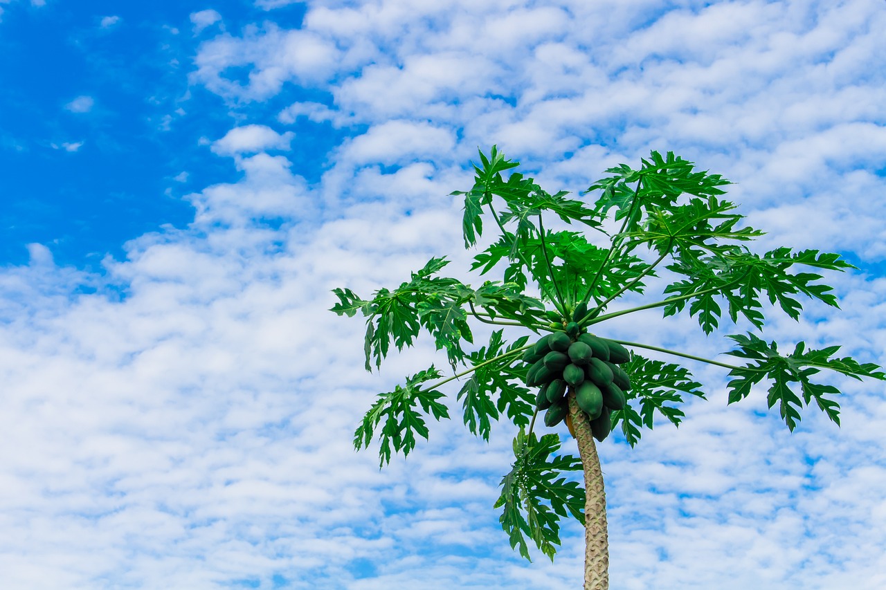¿Dónde plantar un árbol de papaya?