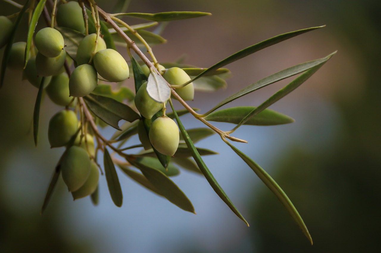 ¿Qué plantas hay en Grecia?