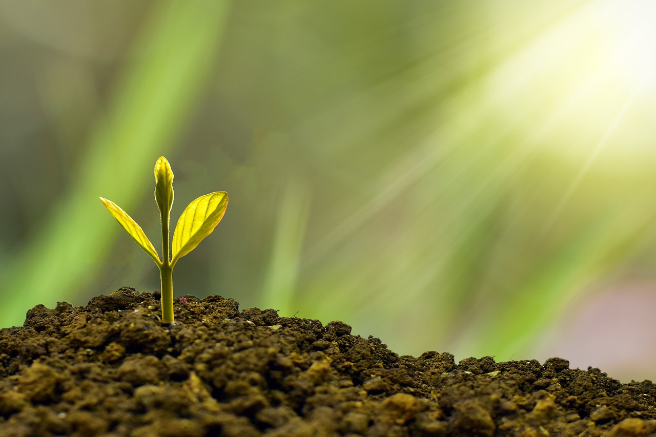 ¿Cómo plantar tronco del Brasil?