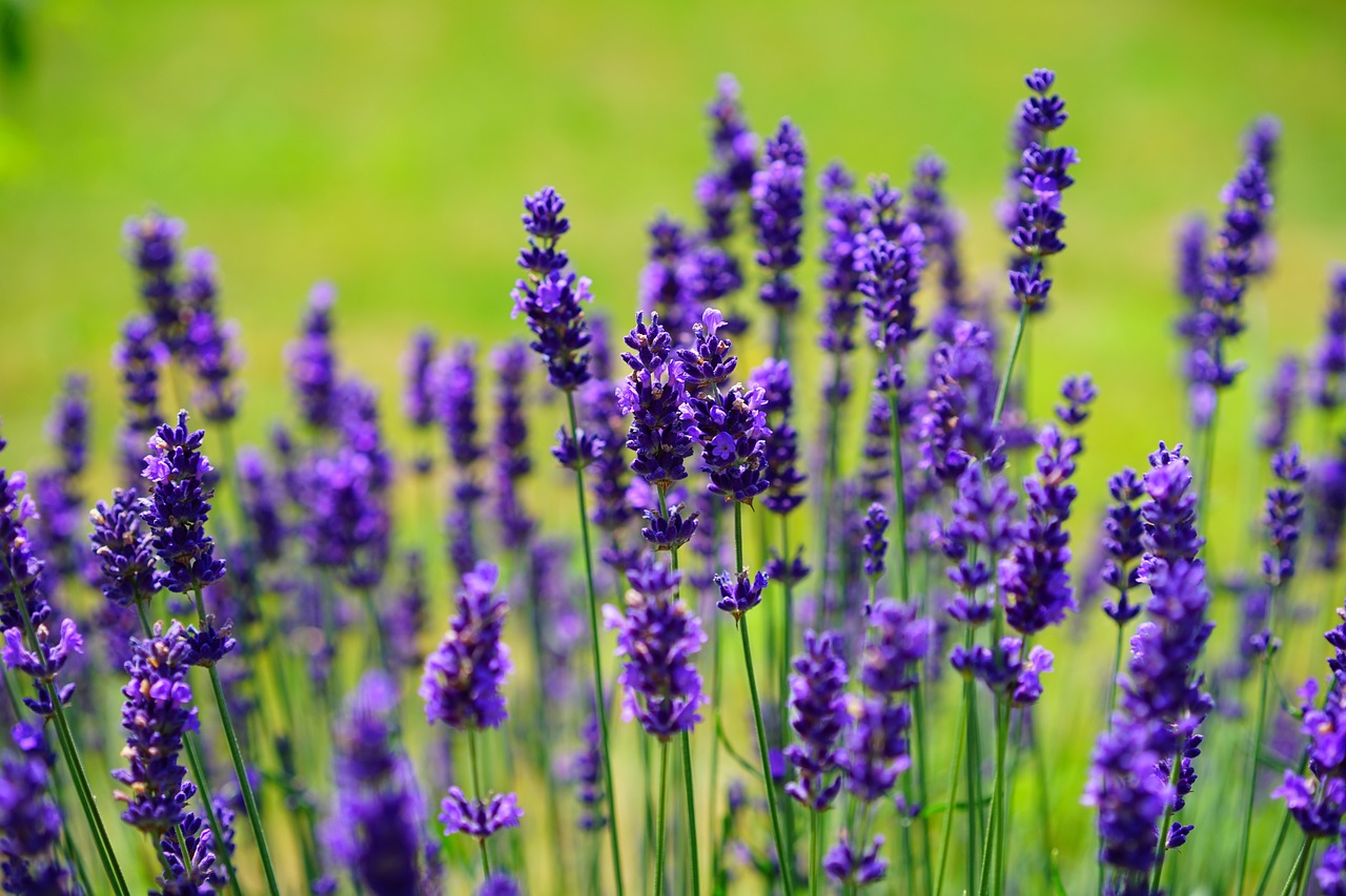 ¿Cuánto tiempo de vida tiene la lavanda?