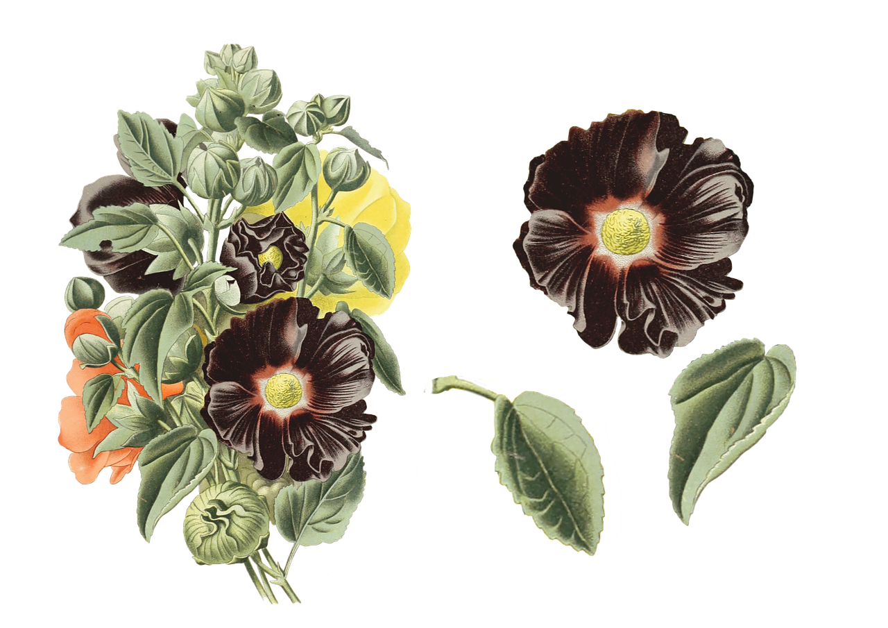 ¿Cómo es la flor alcea rosea?