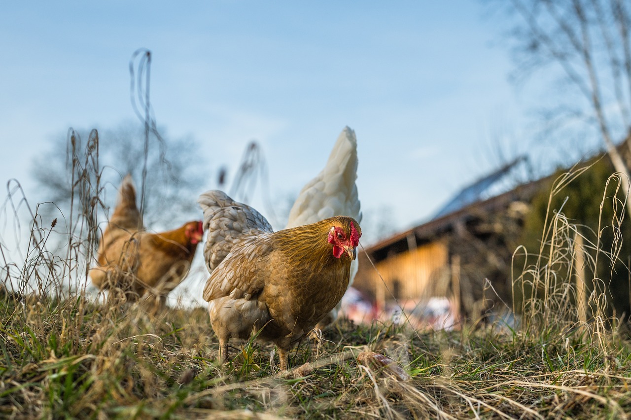 ¿Cómo se le dice al estiércol de gallina?