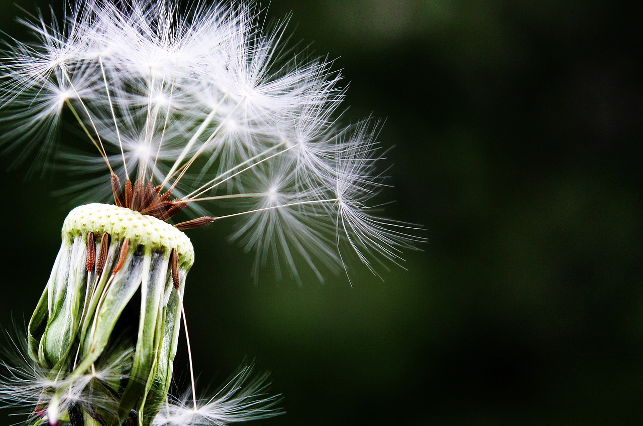 ¿Cómo se le llama a la fotografía de plantas?