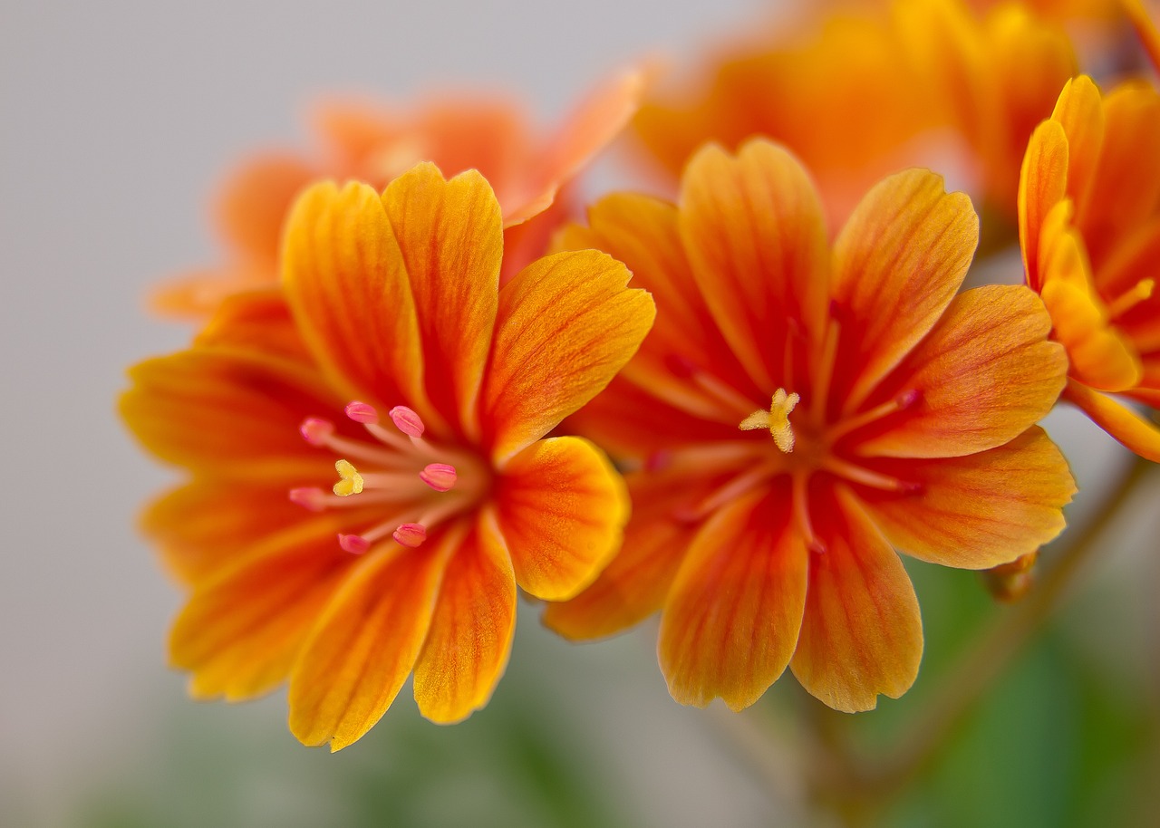 ¿Cómo se llama la flor del naranjo amargo?