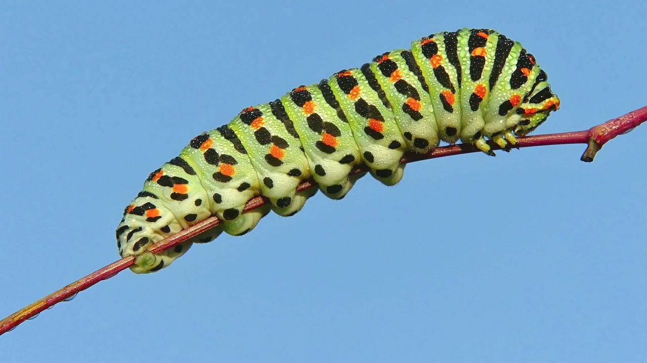 ¿Cuáles son las orugas que se convierten en mariposas?