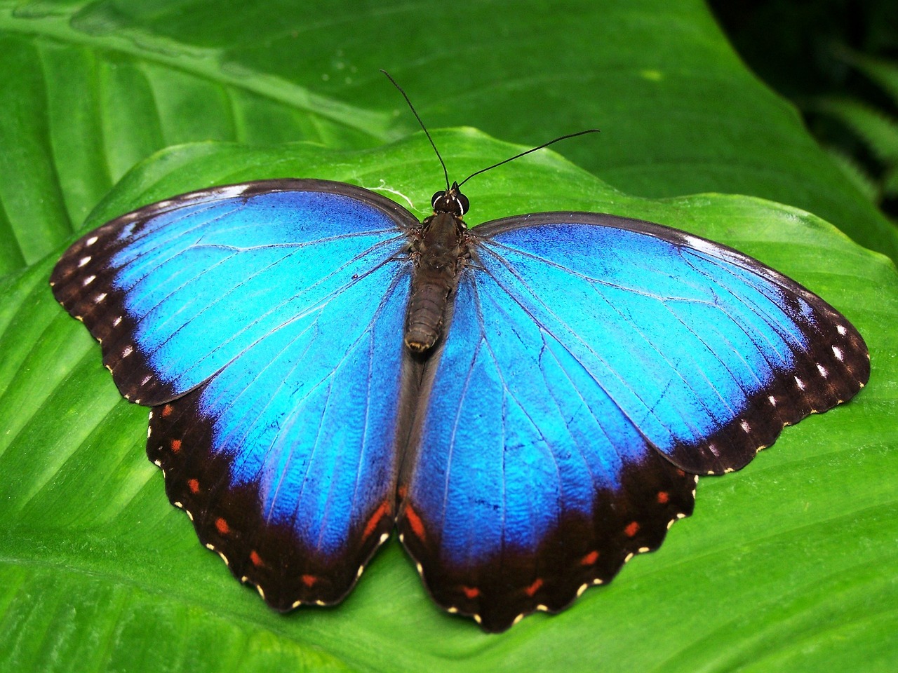 ¿Qué insectos atraen las palmeras?