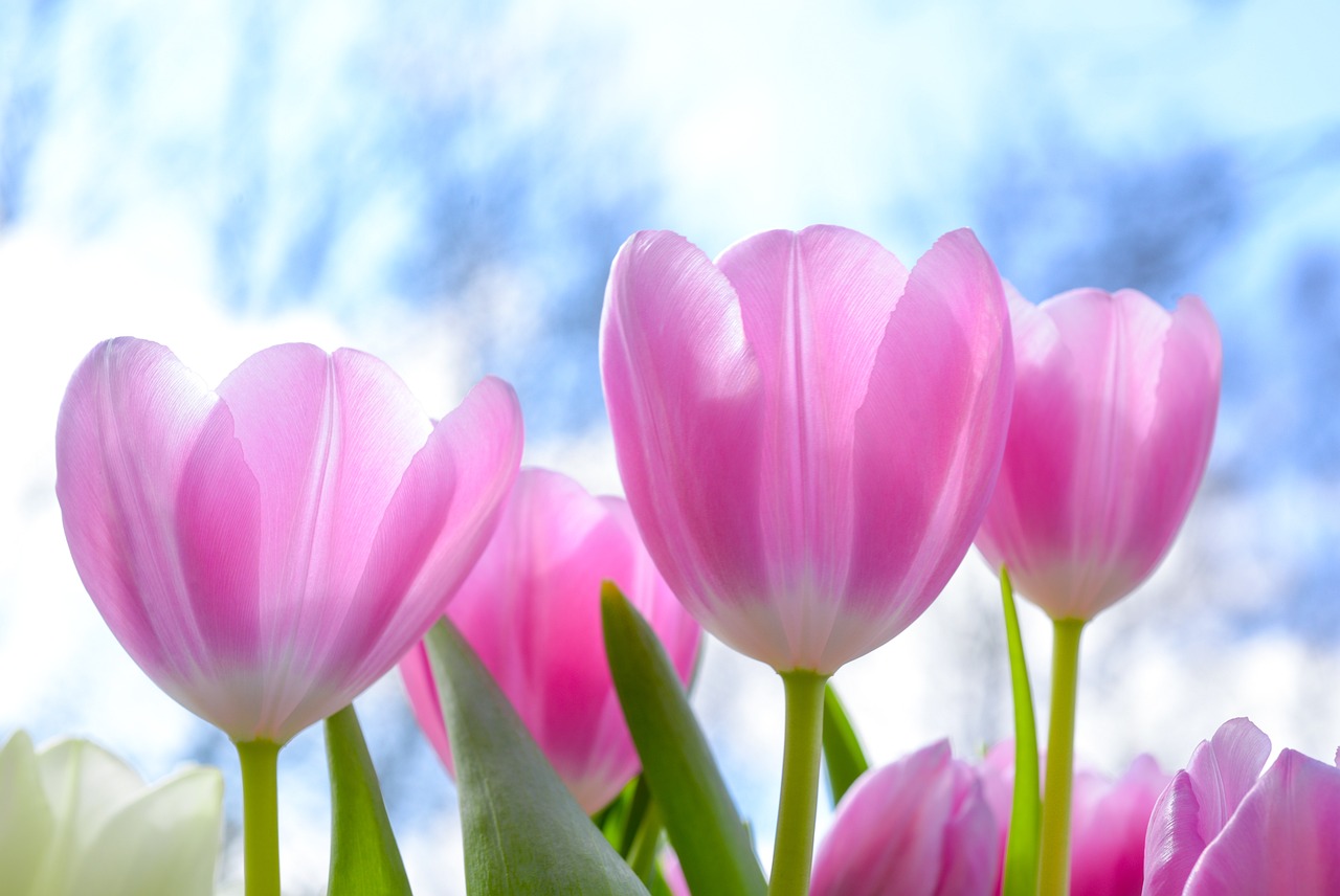 ¿Cómo describir a un tulipán?