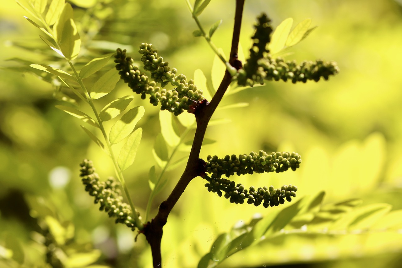 ¿Cómo es la flor del árbol de mango?