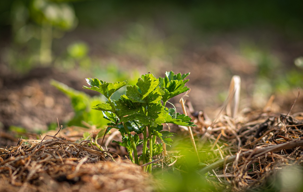 ¿Cómo se hace el mulching?