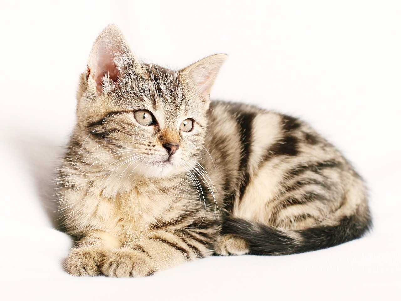 ¿Qué hacer para que los gatos no se acerquen a las plantas?