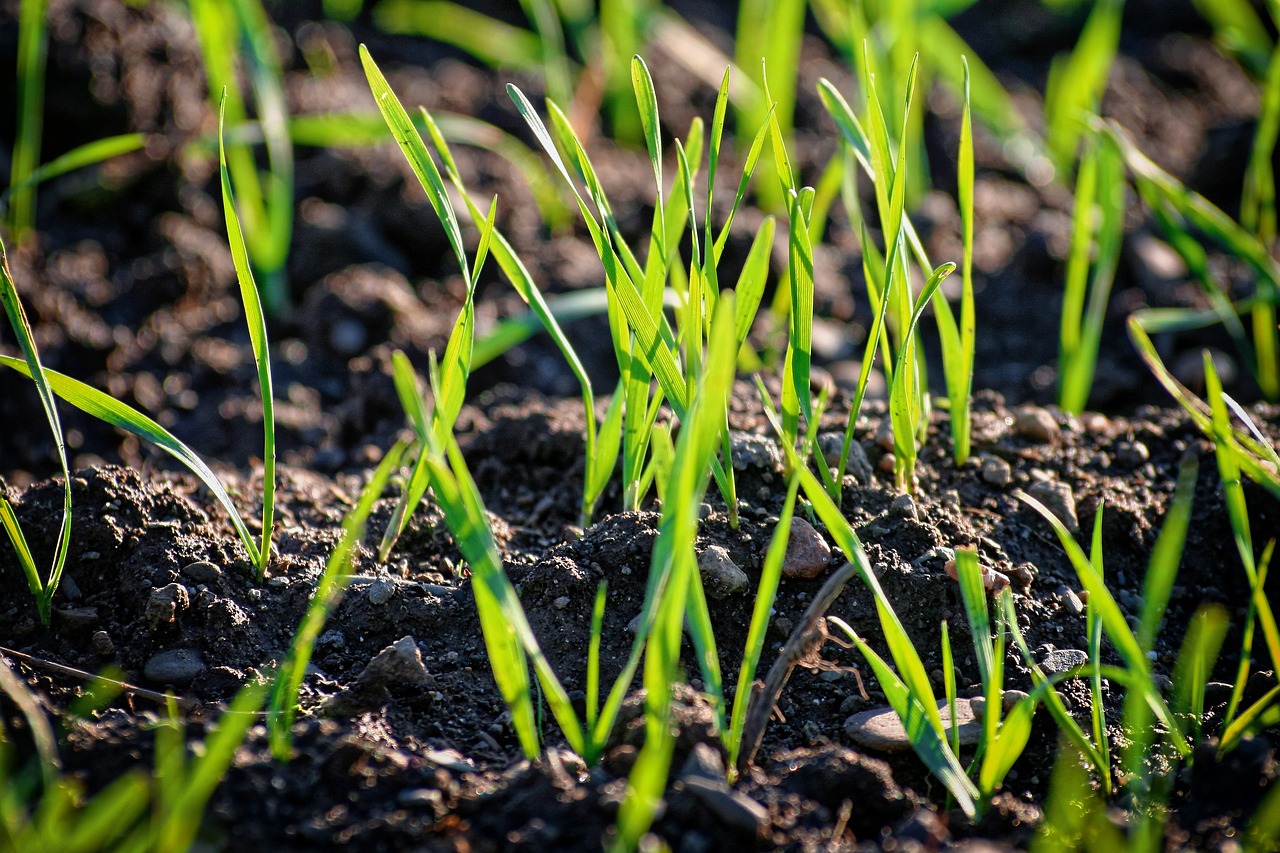 ¿Qué semillas germinar en mayo?