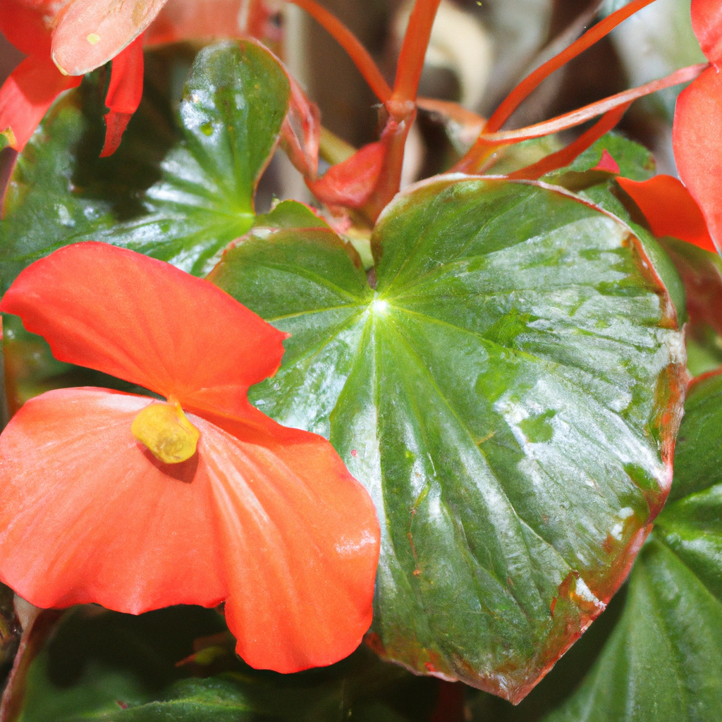 ¿Cuál es el mejor abono para las begonias?