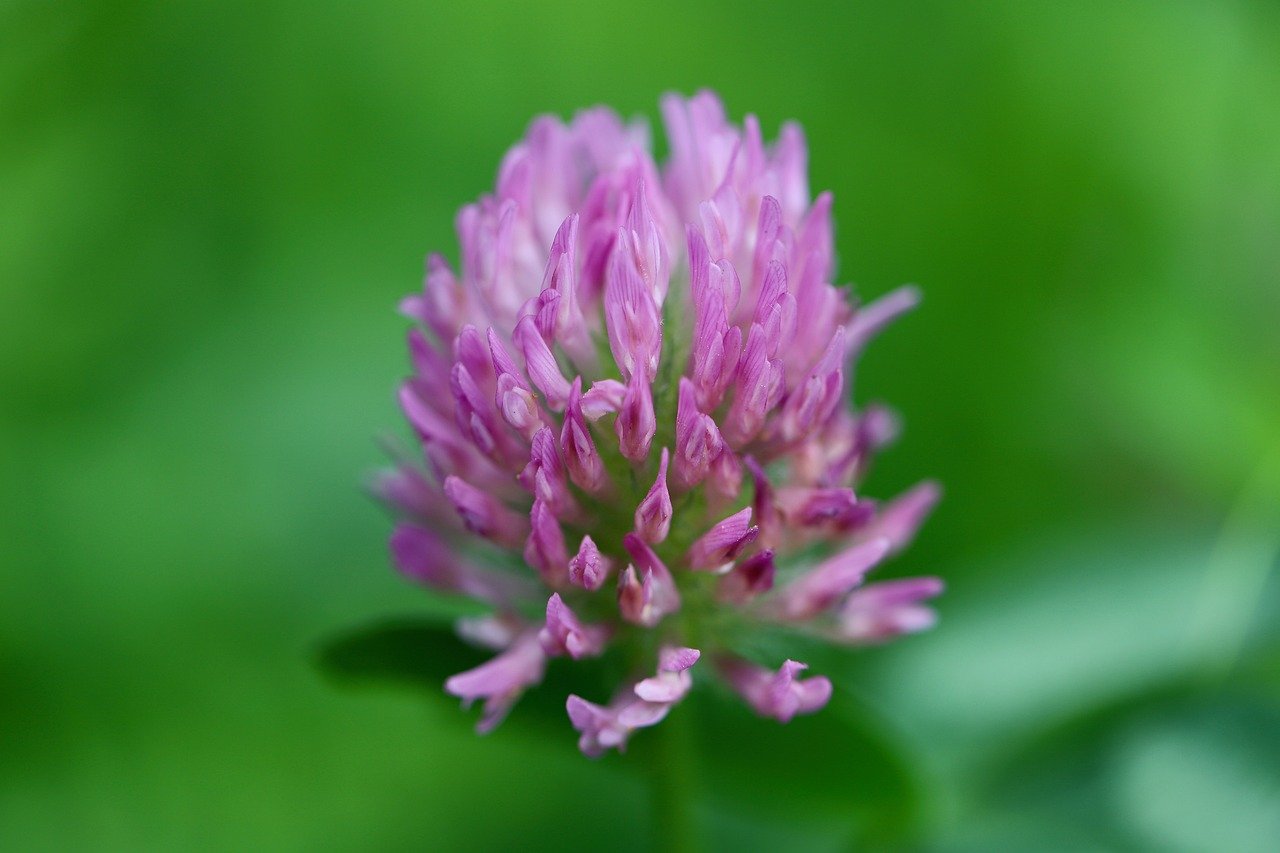 ¿Cuál es la flor del trébol?