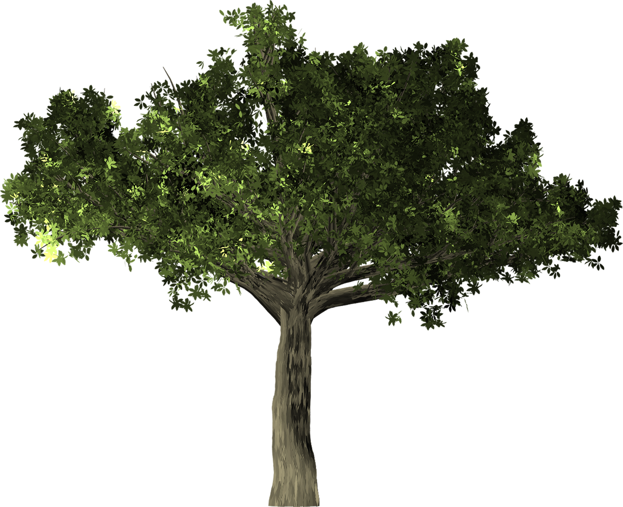 ¿Cuándo se le caen las hojas al ficus?