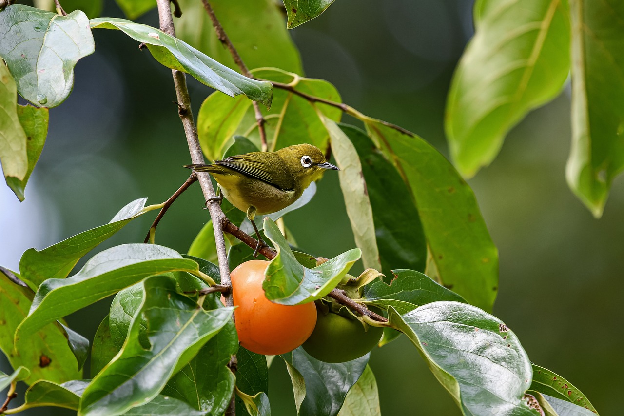¿Cuánto tarda el árbol de caqui en dar frutos?