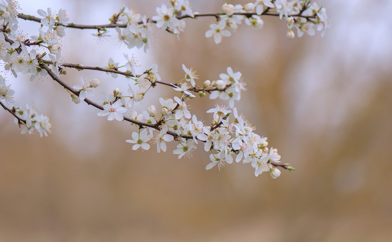 ¿Qué árbol da la endrina?