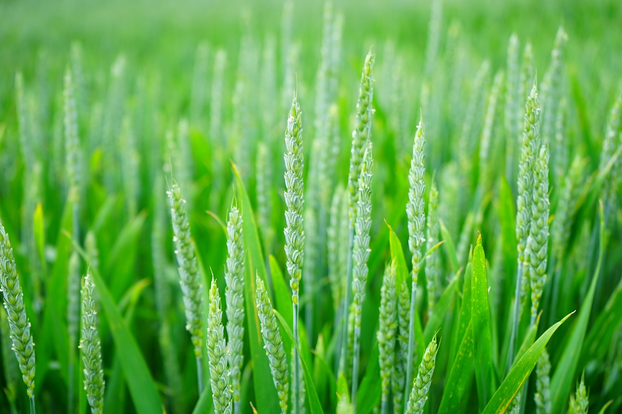 ¿Que se puede cultivar durante todo el año?