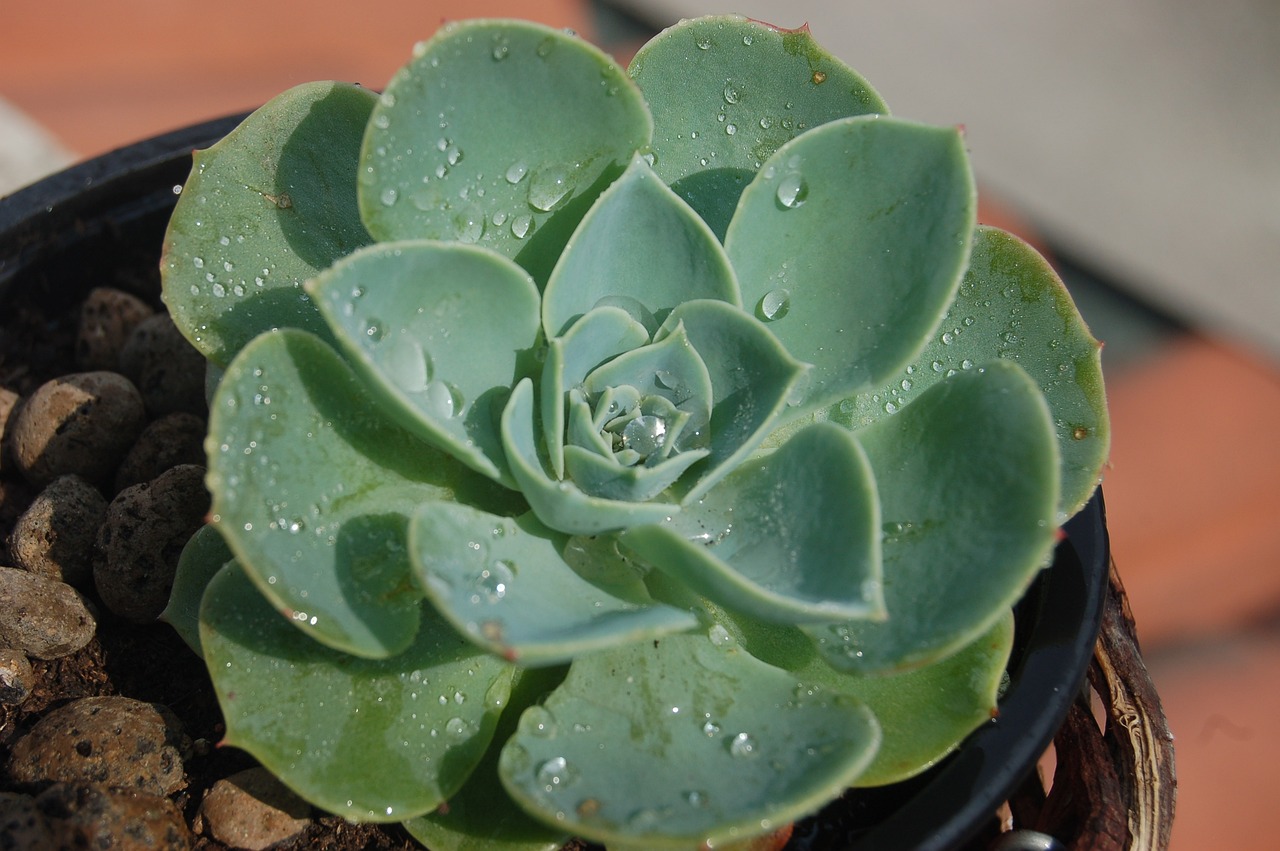 ¿Cuánto sol necesita una Echeveria?
