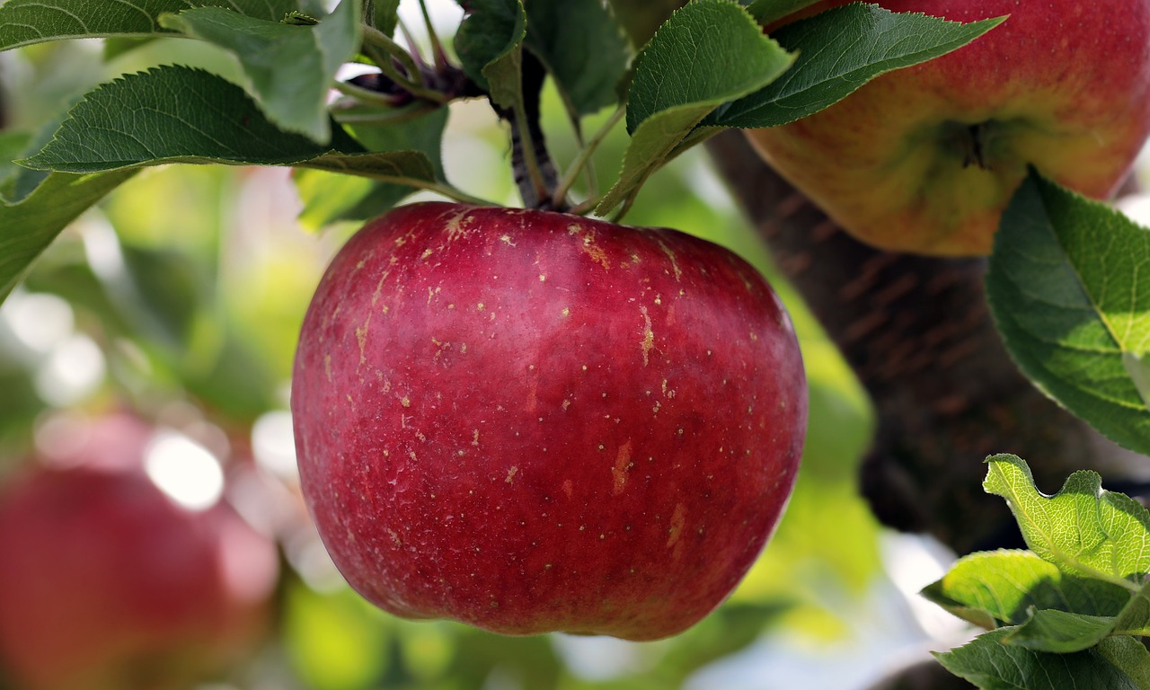 ¿Qué árboles frutales necesitan mucha agua?