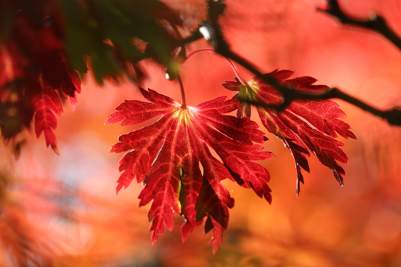 ¿Qué árboles se puede plantar en otoño?
