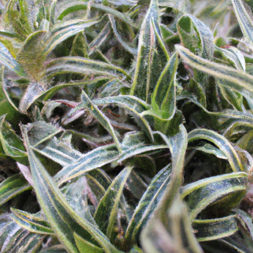 ¿Qué plantas son bianual?