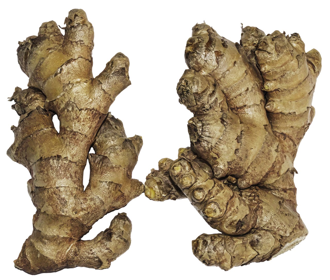 ¿Qué significa Zingiber officinale en español?