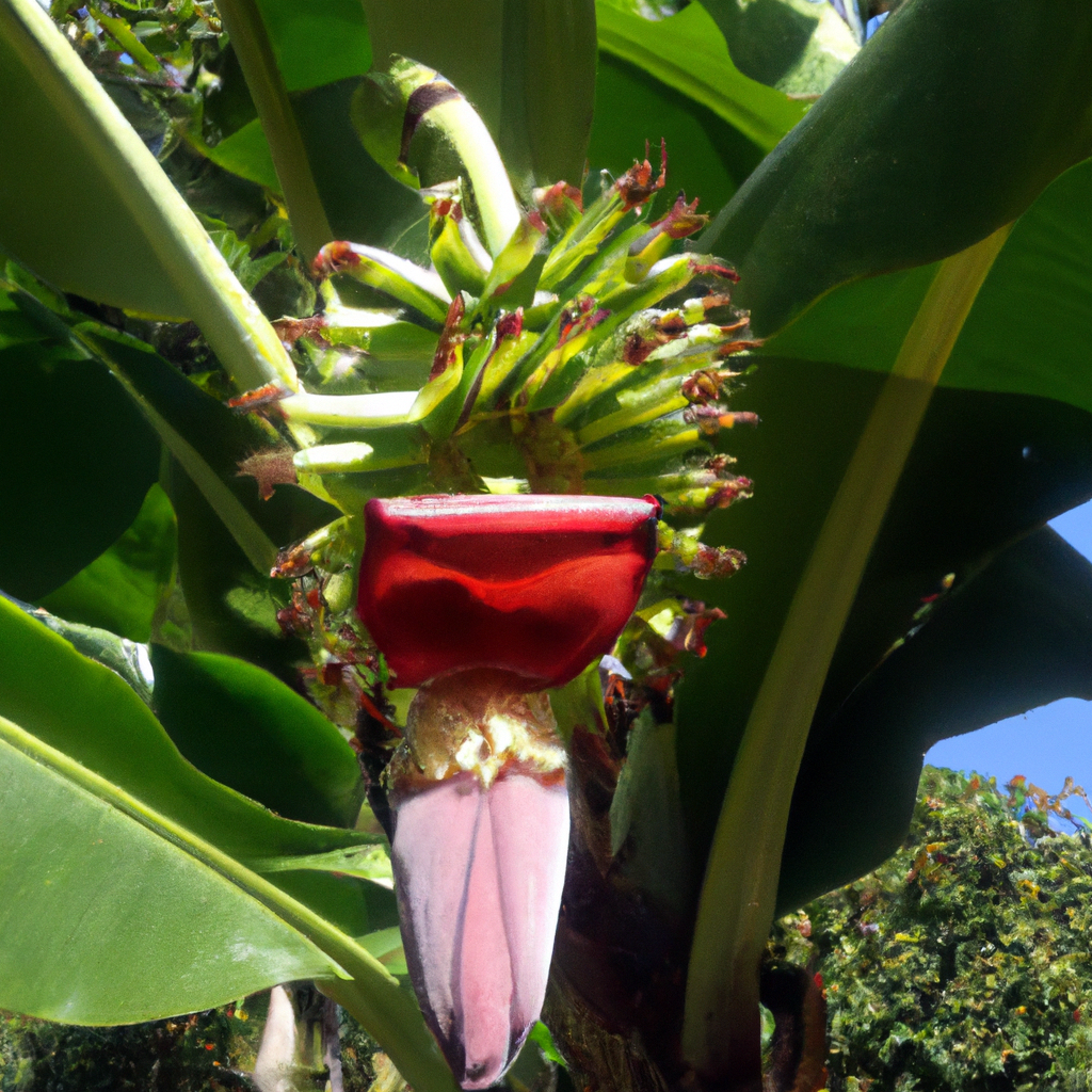 ¿Cómo se llama la flor de la platanera?