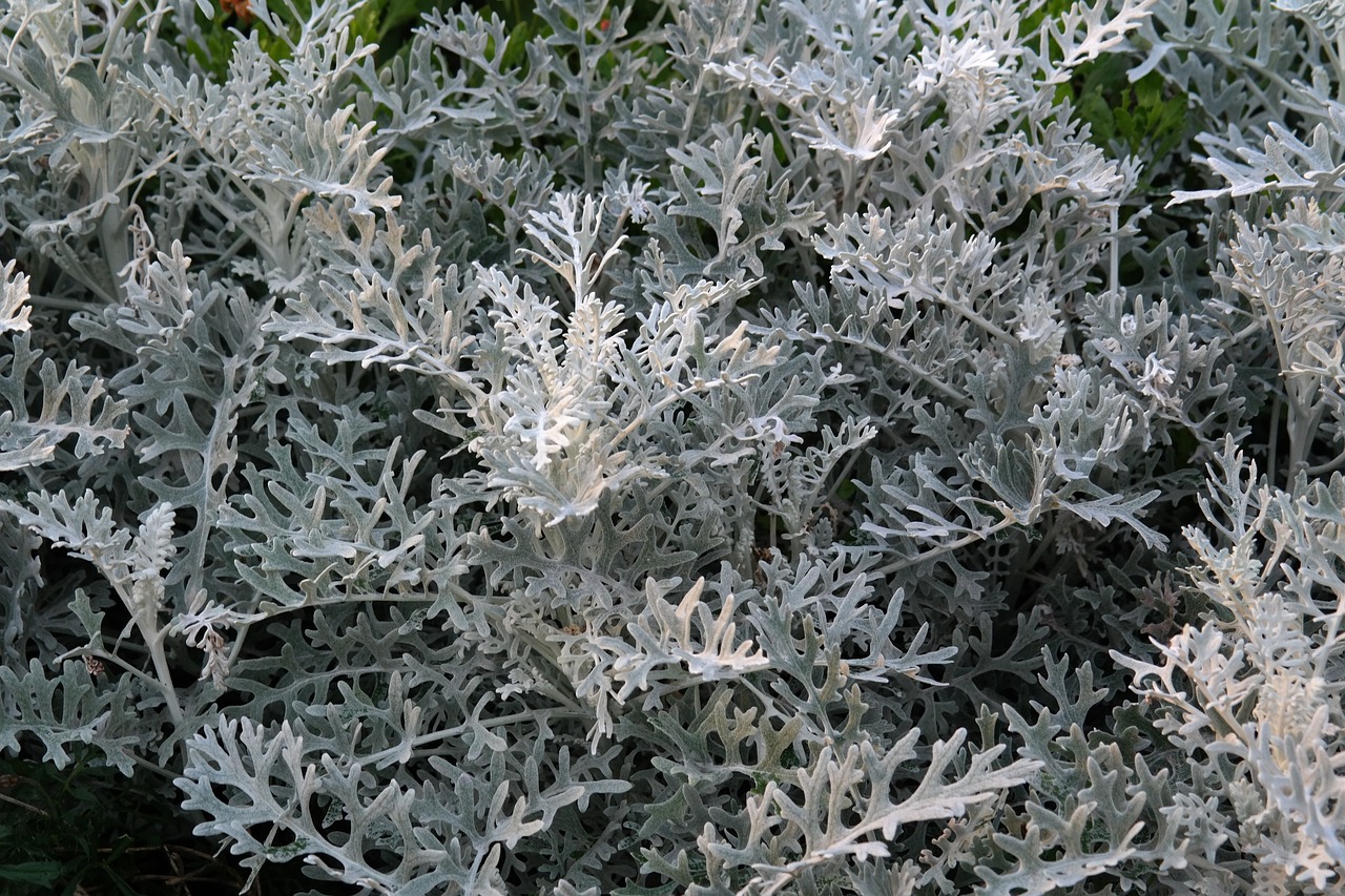¿Cuándo florece el Senecio?