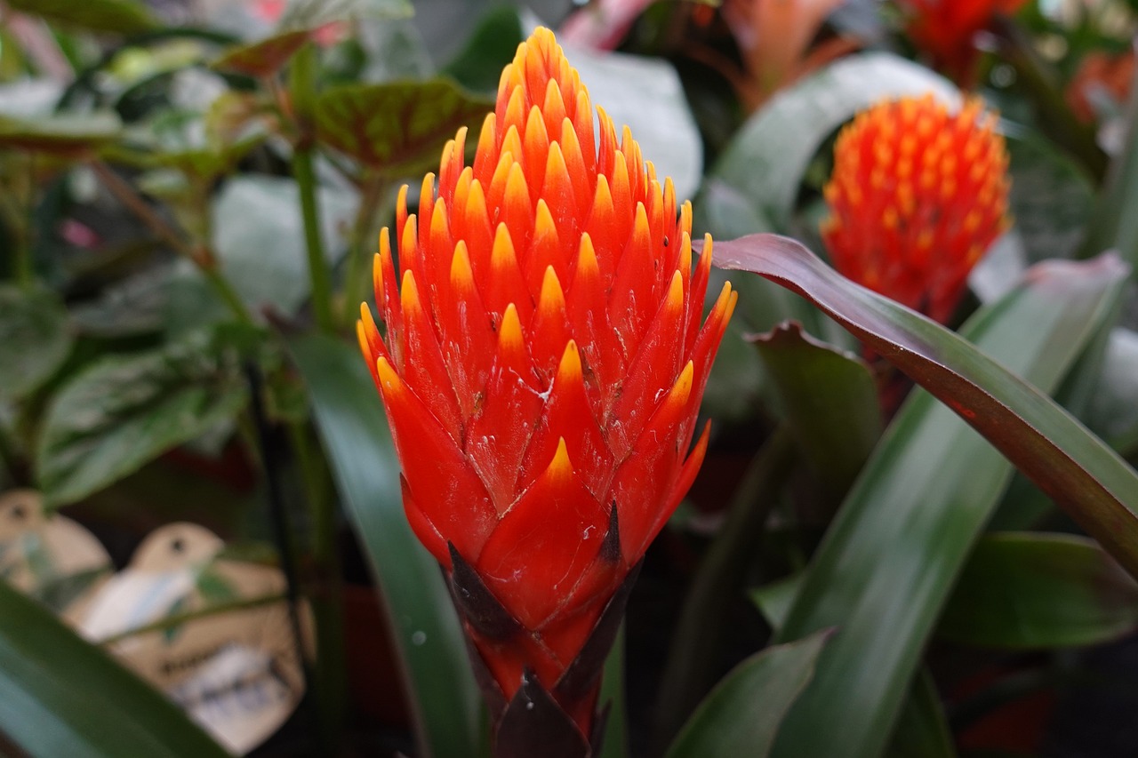 ¿Dónde colocar la guzmania?