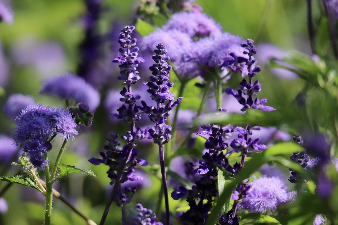 ¿Dónde colocar la salvia?