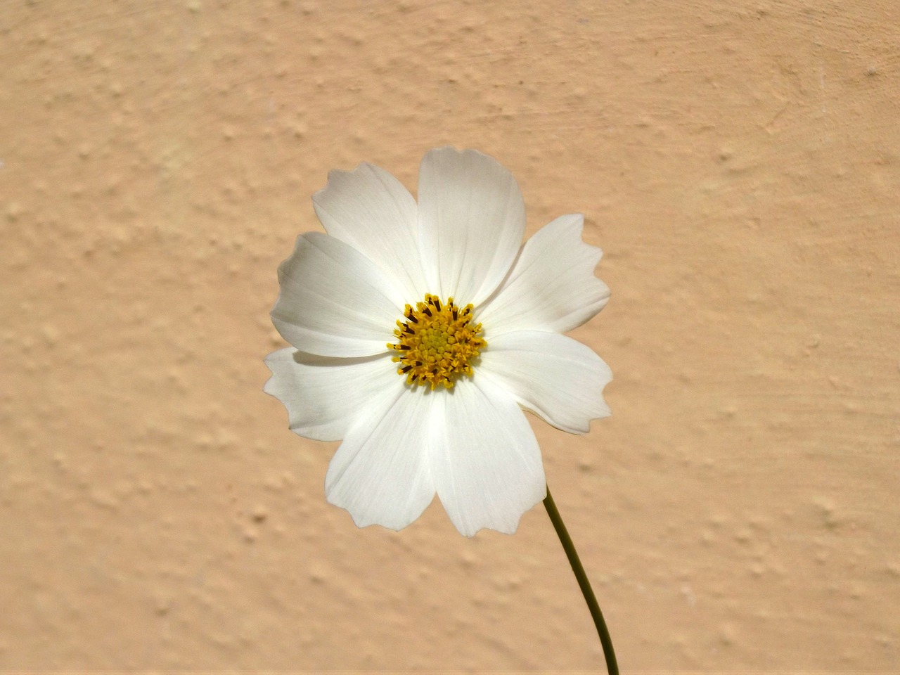 ¿Cuánto dura la planta cosmos?