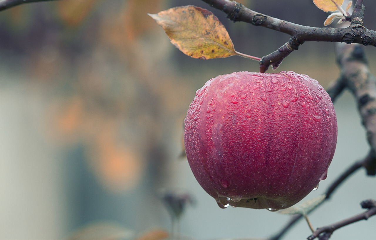 ¿Cuántos años tarda un manzano en dar fruta?