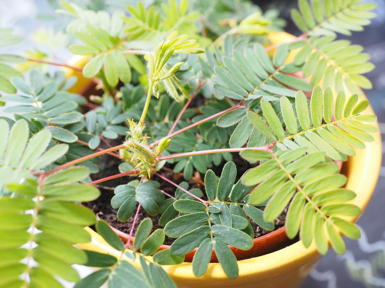 ¿Dónde se encuentra la Mimosa pudica?